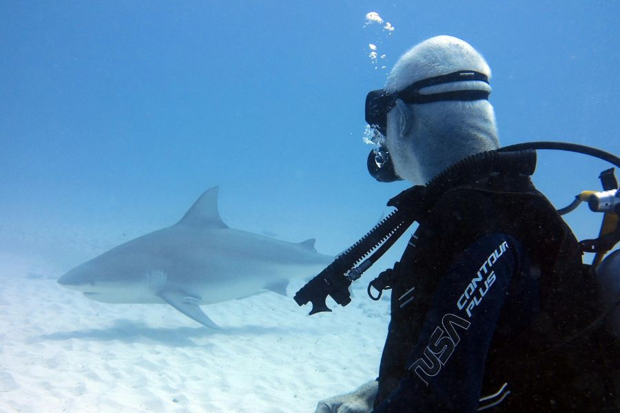 pływanie z rekinami