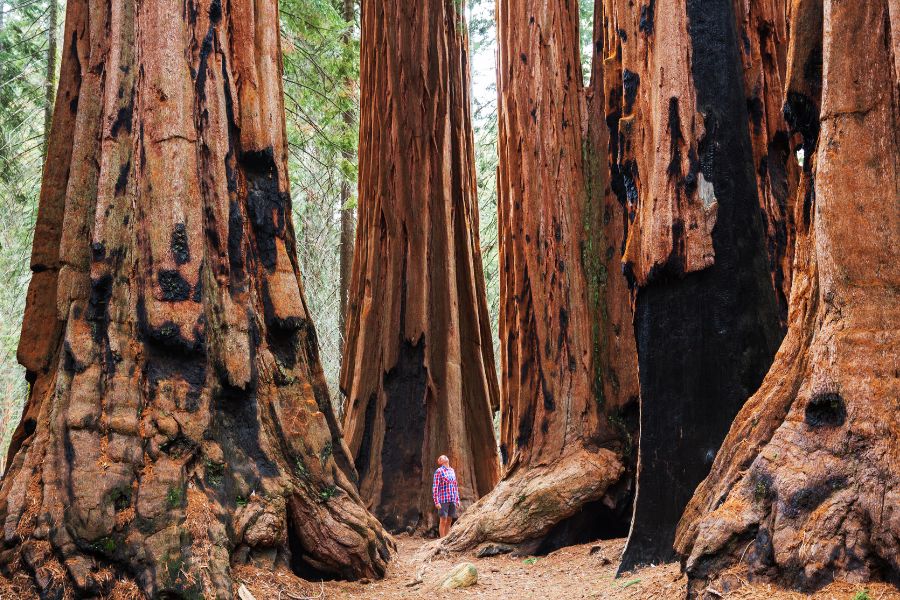 Park Narodowy Sekwoi