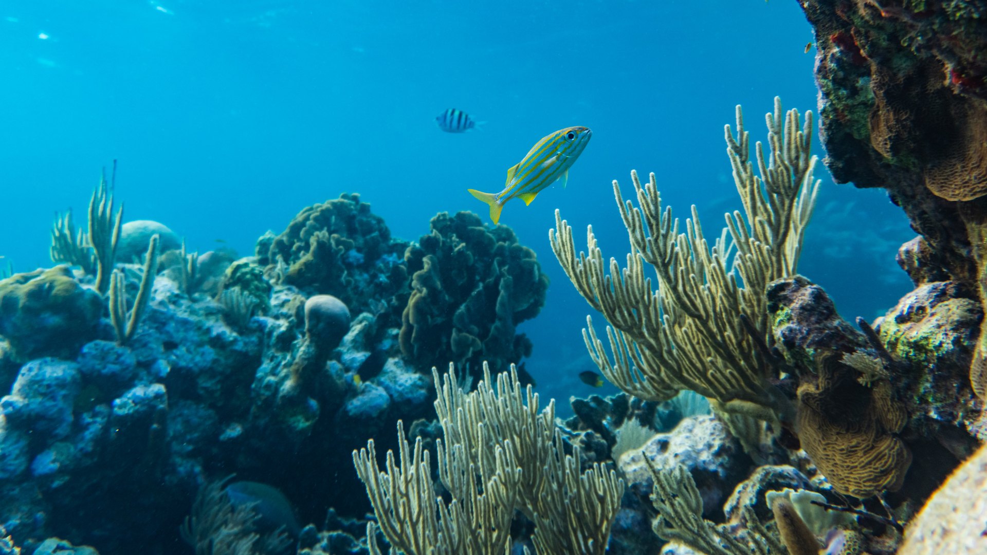 Australia, Wielka Rafa Koralowa