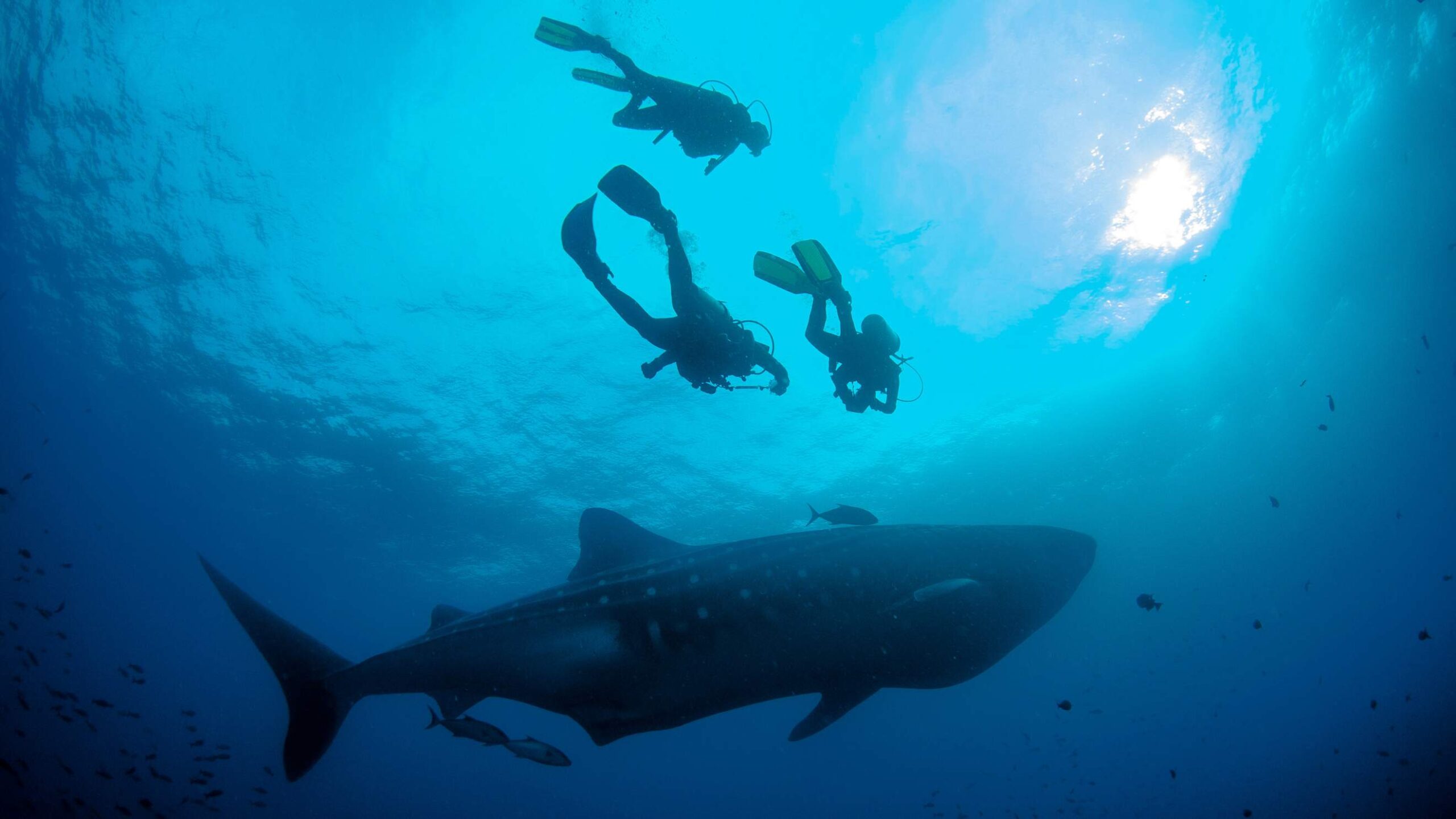 Galapagos, nurkowanie