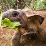 Mauritius, La Vanille