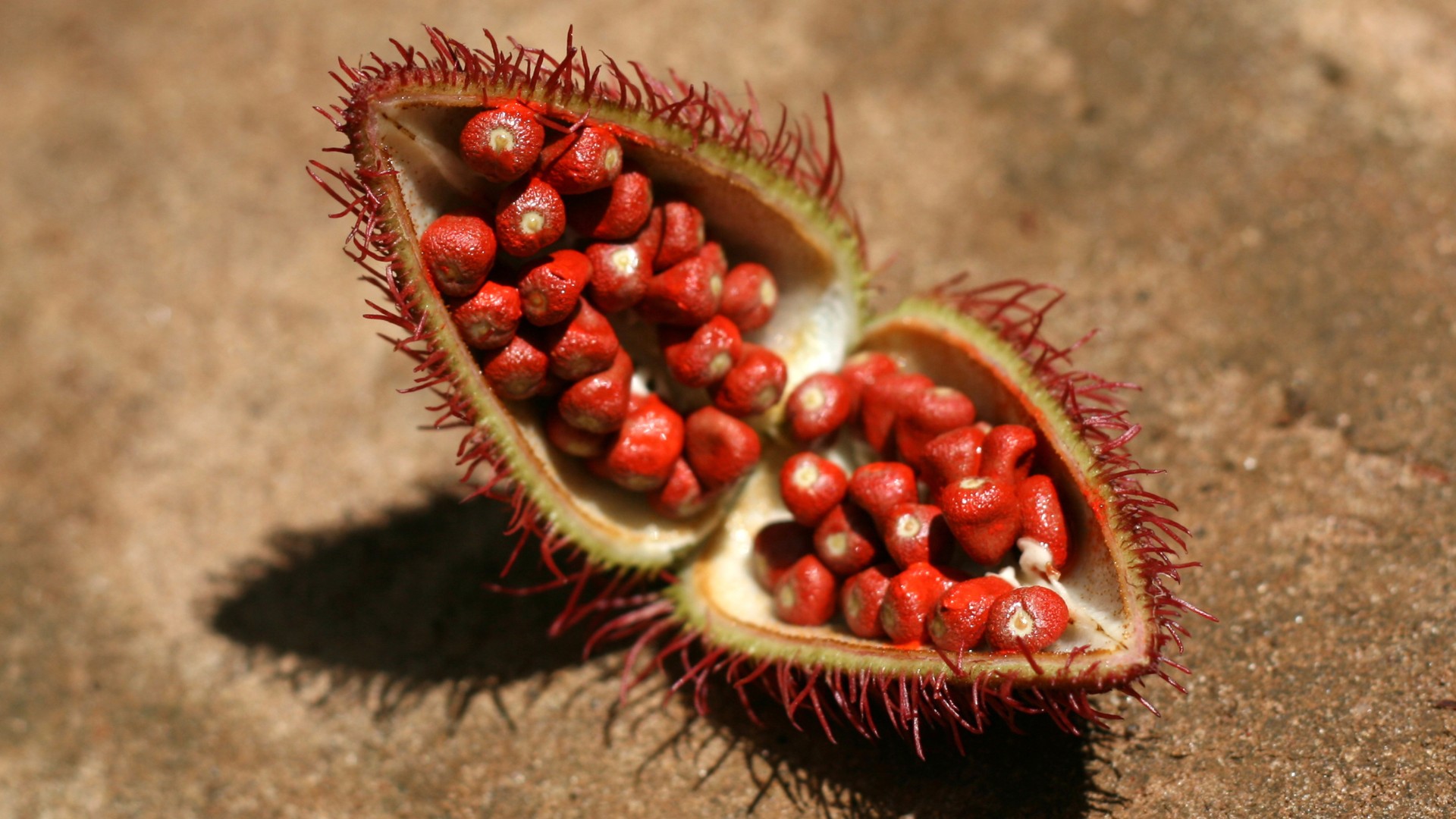 Zanzibar, spice tour