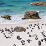 RPA, Boulders Beach