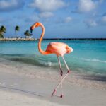 Aruba oferta, Aruba wycieczka, Aruba flamingi