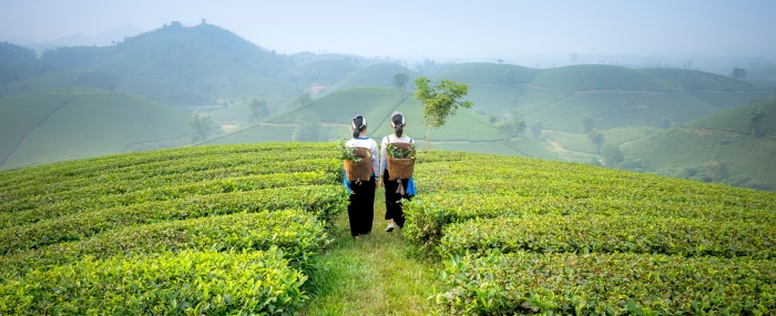 Sri Lanka, plantacje herbaty