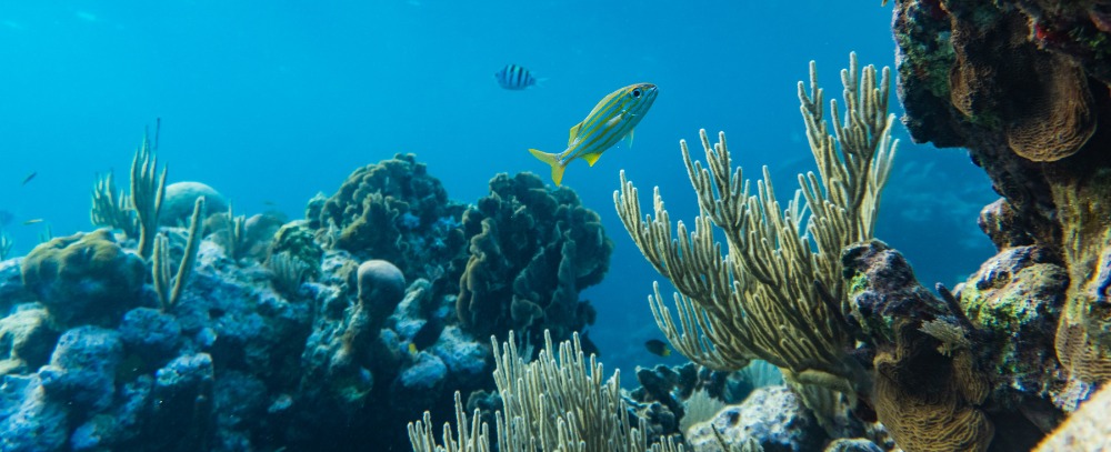 Australia, Wielka Rafa Koralowa