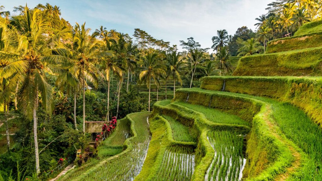 Bali, Tarasy ryżowe Tegalalang