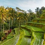 Bali, Tarasy ryżowe Tegalalang