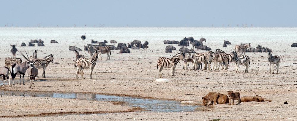 Namibia, Etosha