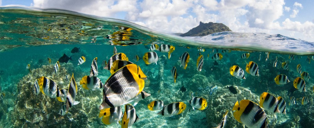 Polinezja Francuska podwodny świat