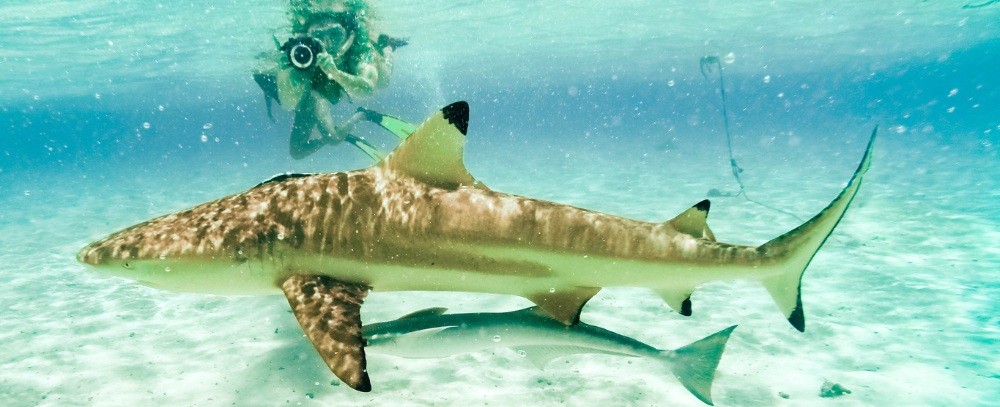 Polinezja Francuska, snorkeling