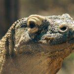 Komodo