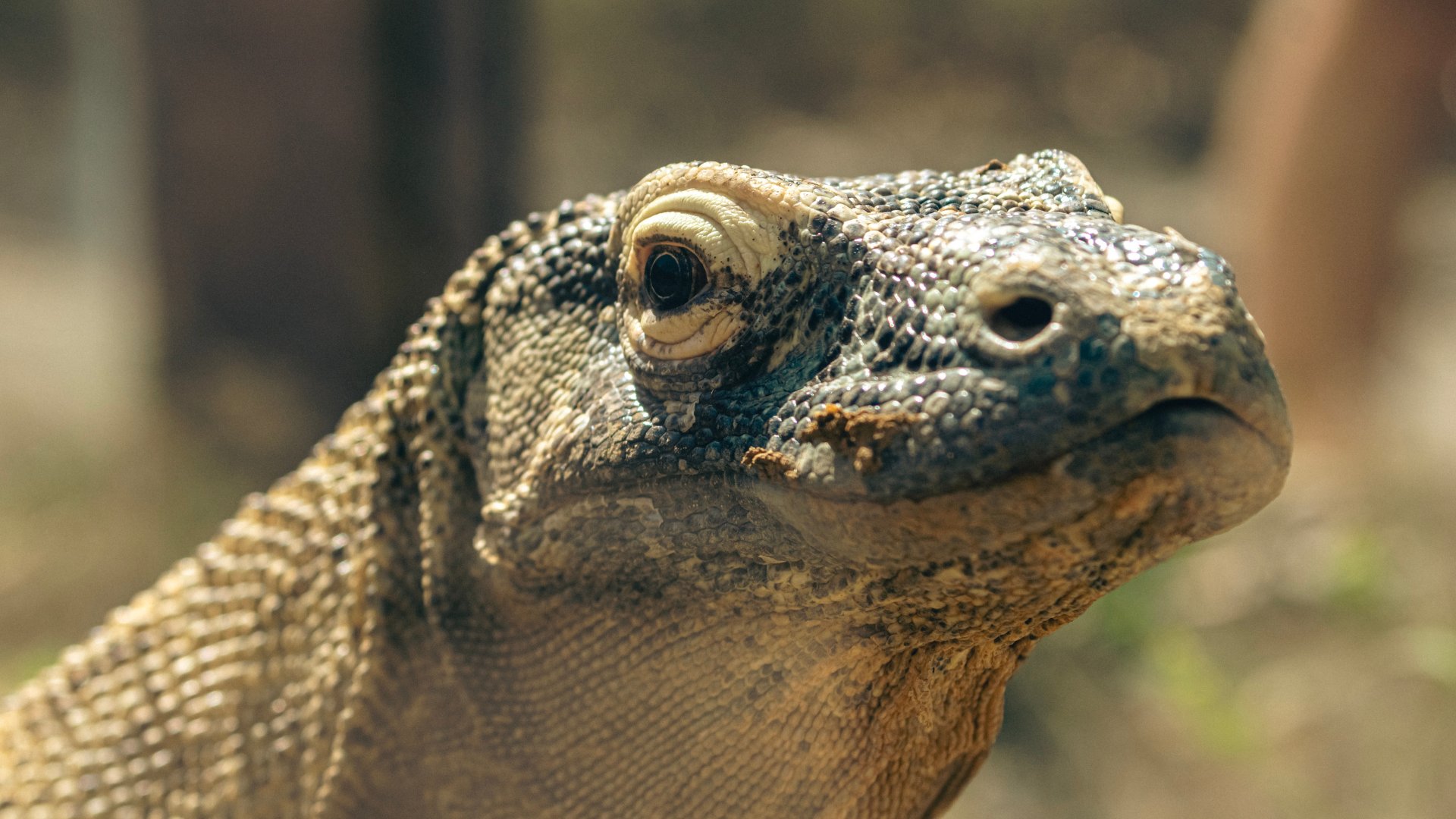 Komodo