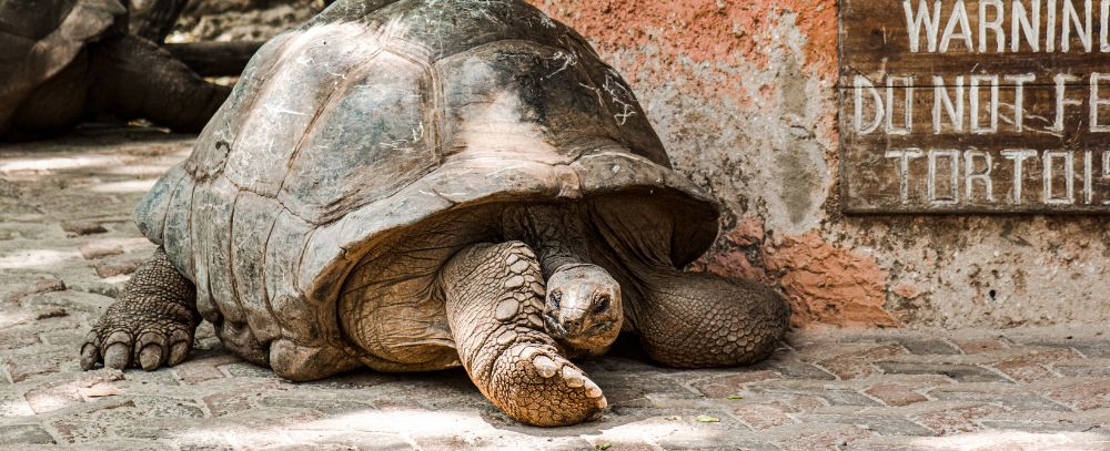 Zanzibar oferta, Zanzibar wycieczka, Zanzibar wakacje