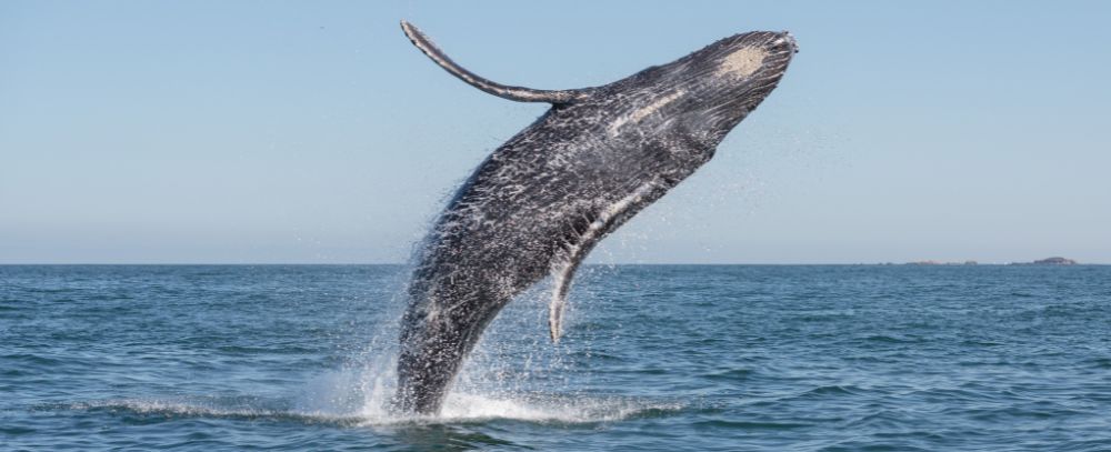 RPA oferta, RPA wycieczka, RPA wakacje