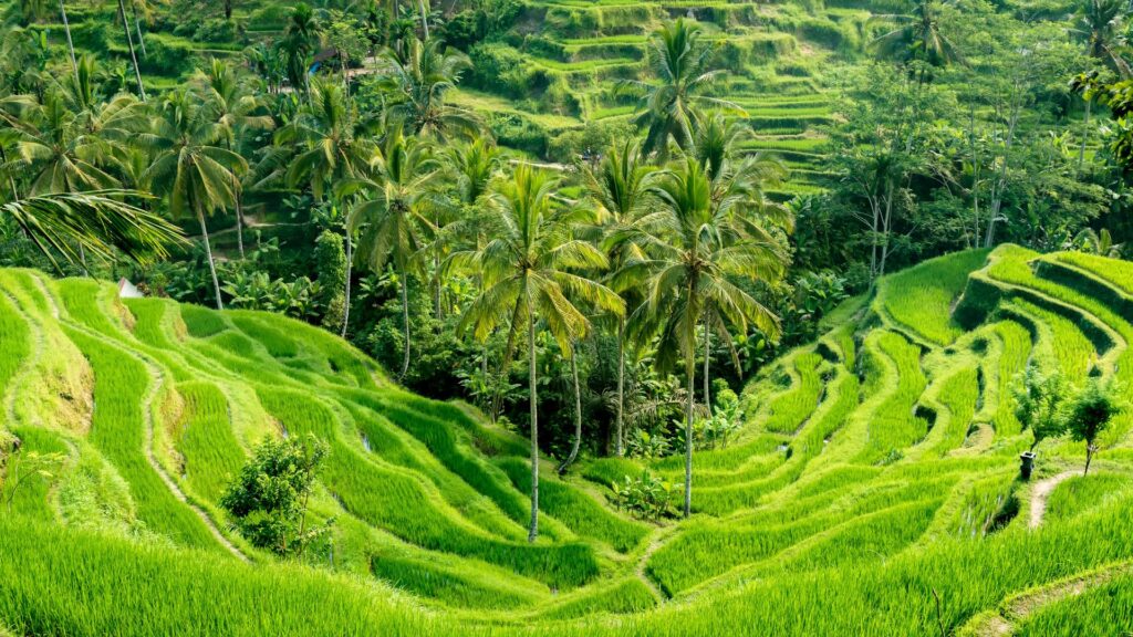 Indonezja oferta, Indonezja wakacje, Indonezja wycieczka