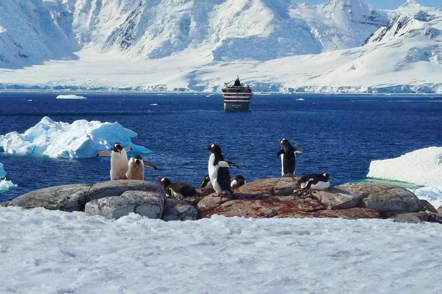 pingwiny na Antarktydzie, Antarktyda 2025, DreamGo Exclusive Travel, Antarktyda z polskim pilotem, rejs na Antarktydę Antarktyda 2026, Quark