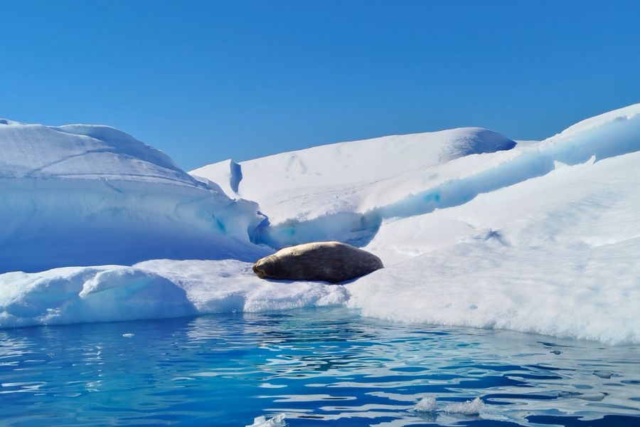 rejs zodiakiem, wycieczka zodiakiem, Antarktyda 2025, DreamGo Exclusive Travel, Antarktyda z polskim pilotem, rejs na Antarktydę, Antarktyda 2026