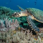 Raja Ampat oferta, Raja Ampat wycieczka, Raja Ampat wakacje