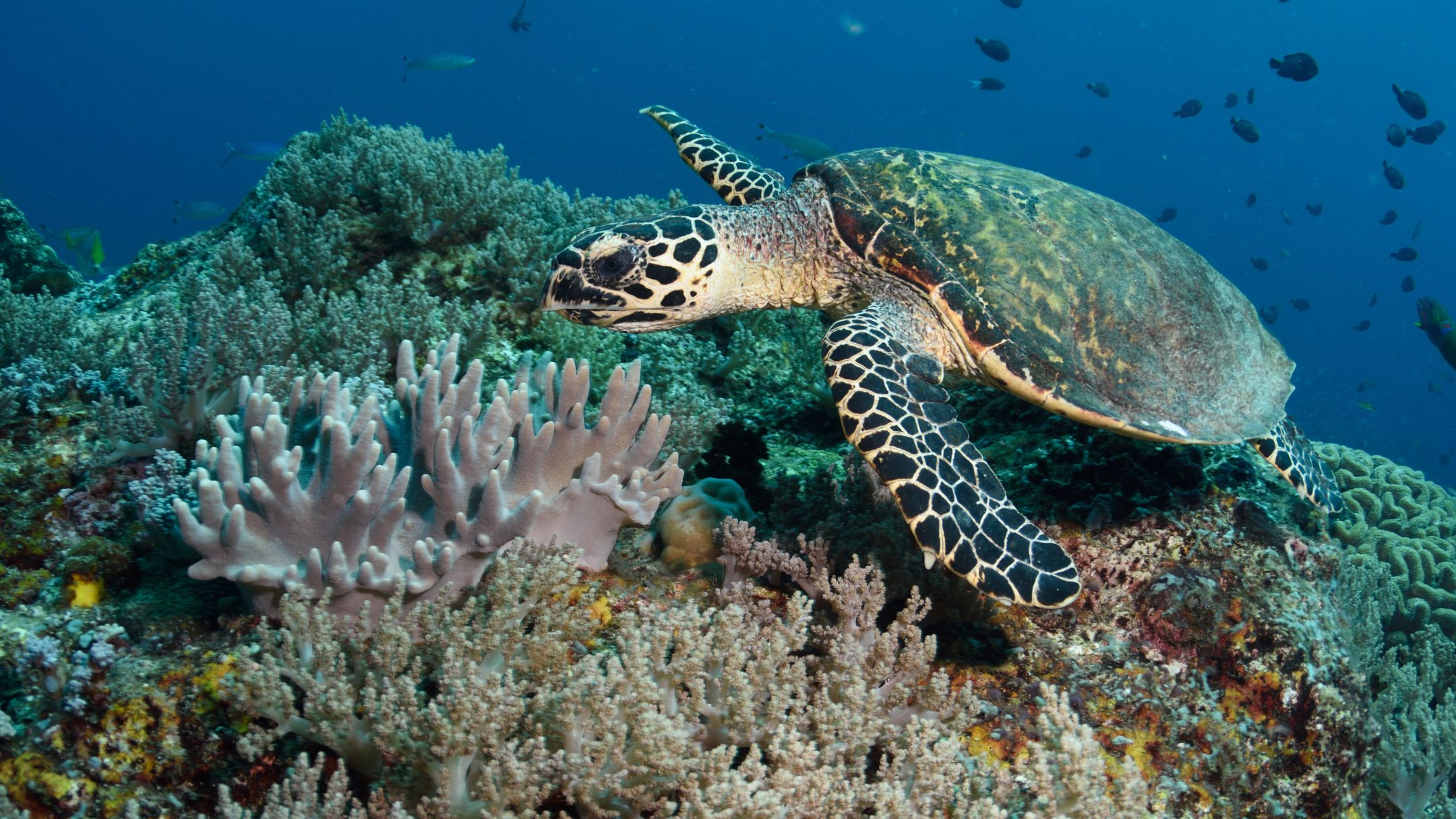 Raja Ampat oferta, Raja Ampat wycieczka, Raja Ampat wakacje