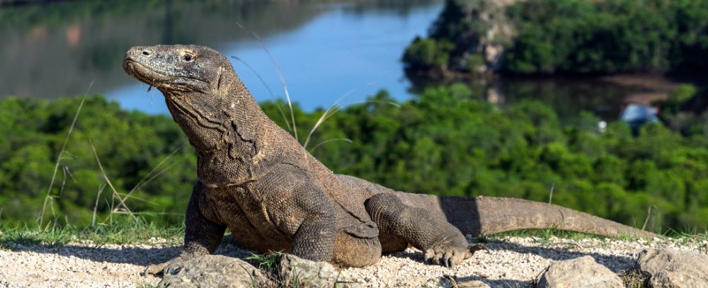 Komodo oferta, Komodo wycieczka, Komodo wakacje