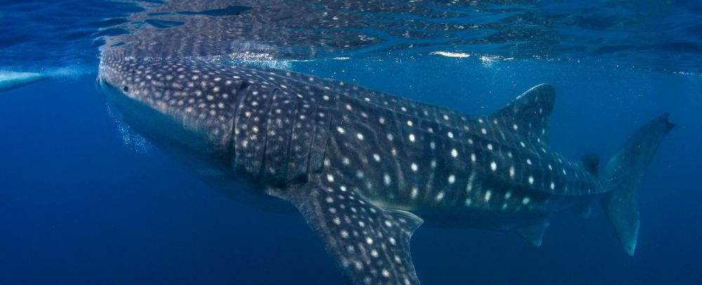 Filipiny oferta, Filipiny wycieczka, Filipiny wakacje