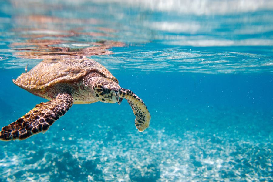 Święta w egzotyce 2026, gdzie na święta, zima w egzotyce