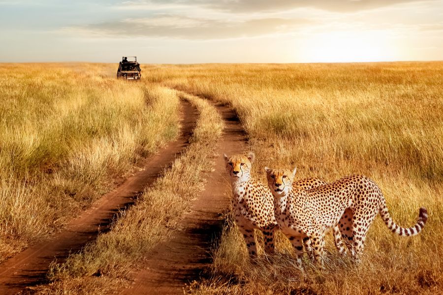 RPA oferta, RPA wakacje, RPA wycieczka