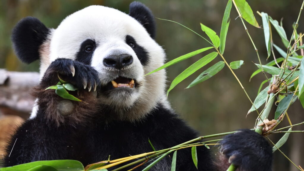 Chiny z polskim pilotem, Chiny polski przewodnik, Chiny 2026