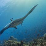 Raja Ampat oferta, Raja Ampat wycieczka, Raja Ampat wakacje