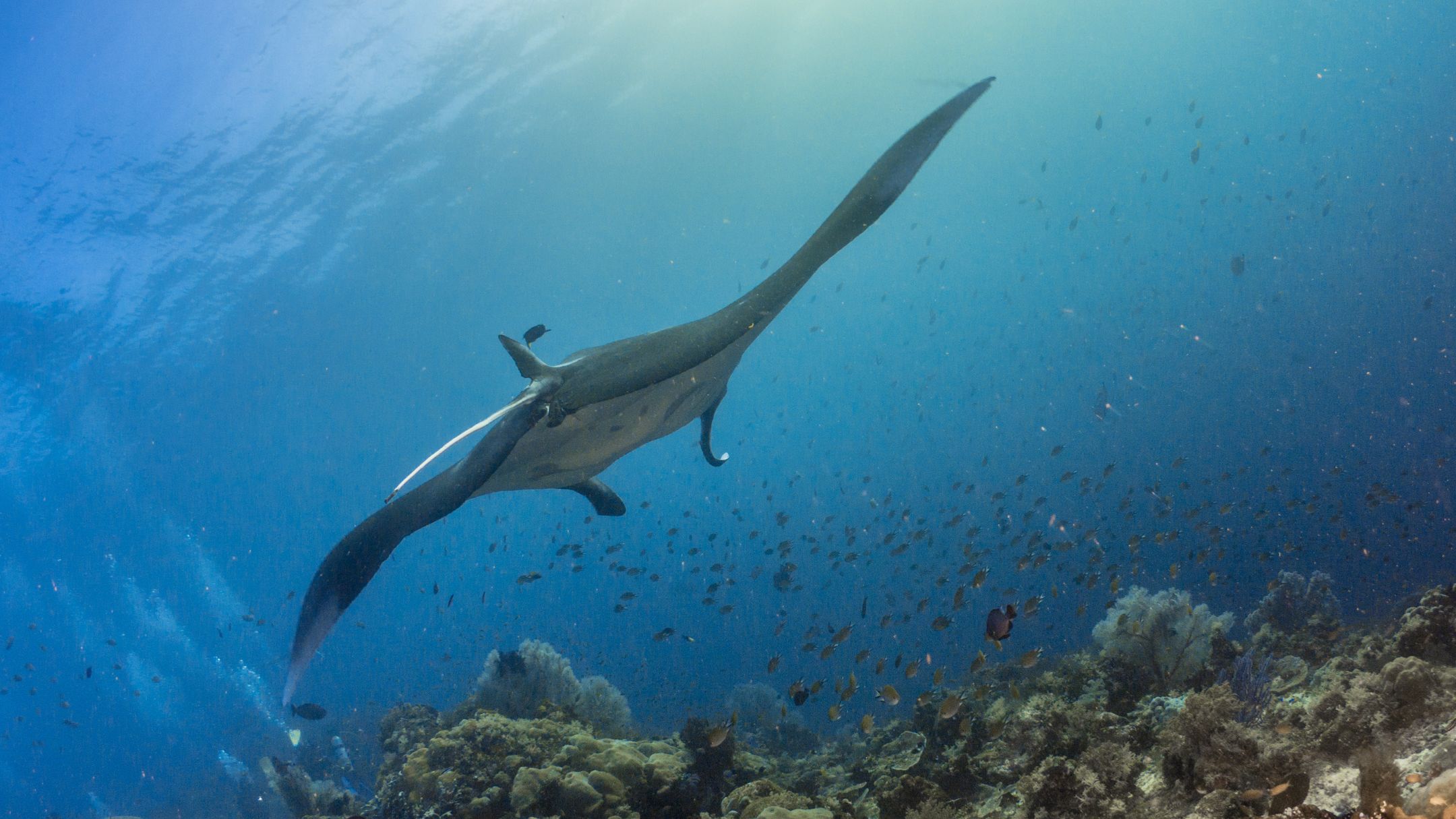 Raja Ampat oferta, Raja Ampat wycieczka, Raja Ampat wakacje
