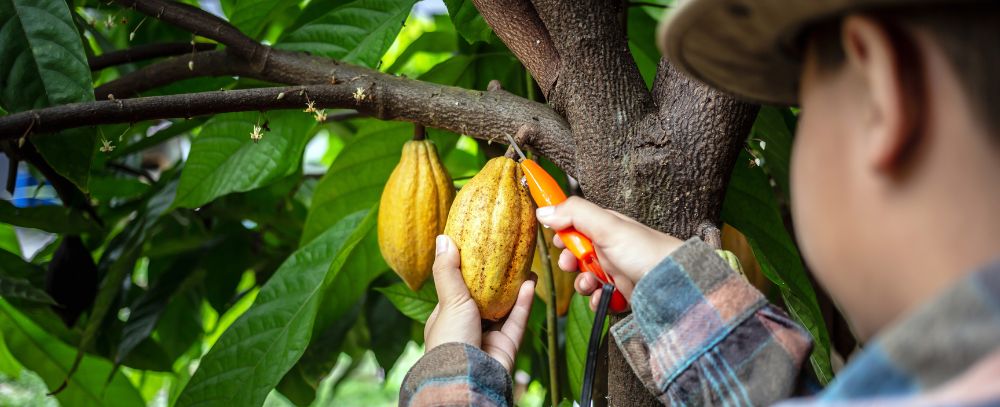 Panama oferta, Panama wycieczka, Panama wakacje