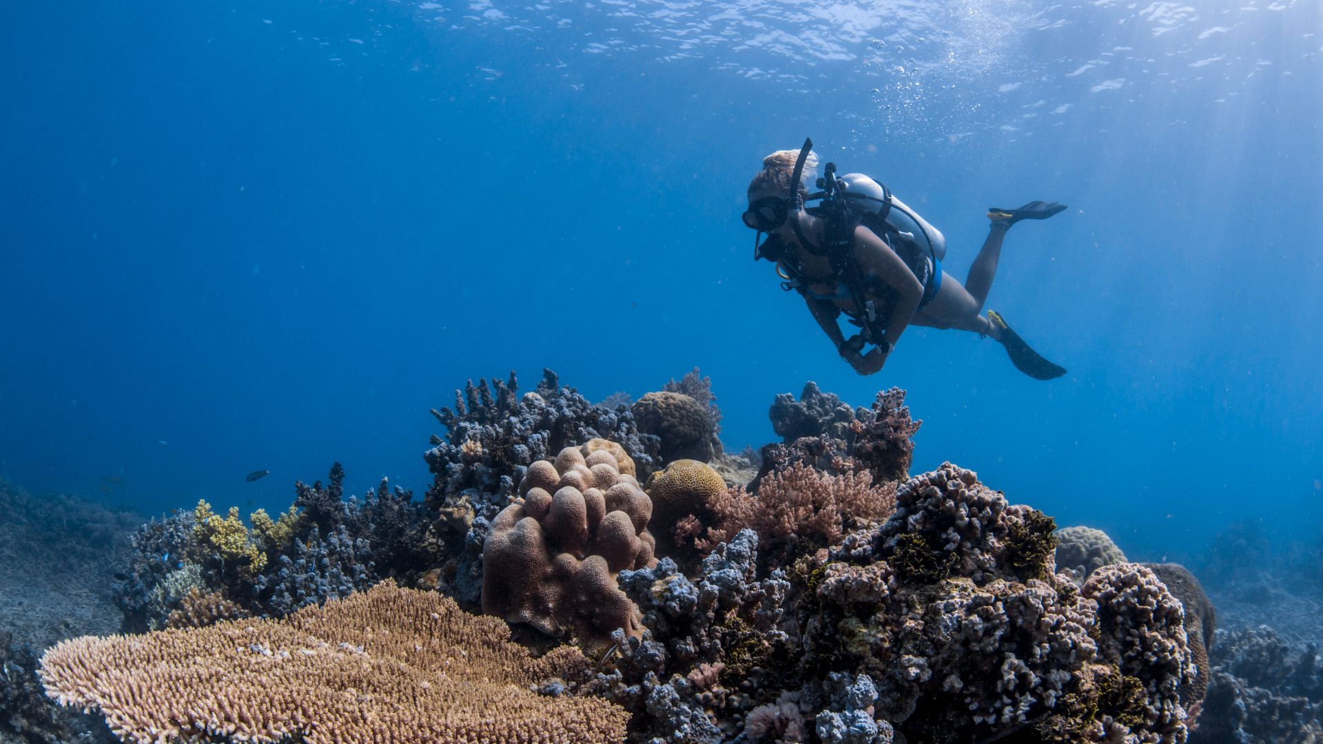 Indonezja oferta, Indonezja wycieczka, Indonezja WYSPY ANAMBAS I BAWAH RESERVE