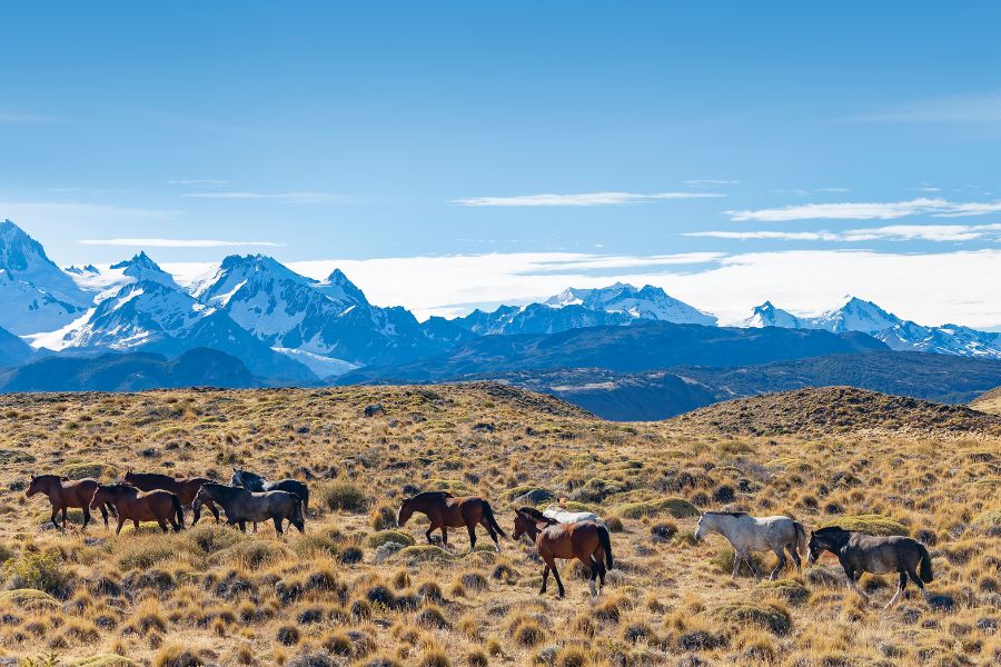 Argentyna Patagonia Mount Fitz Roy, konie, polski przewodnik, wycieczka grupowa