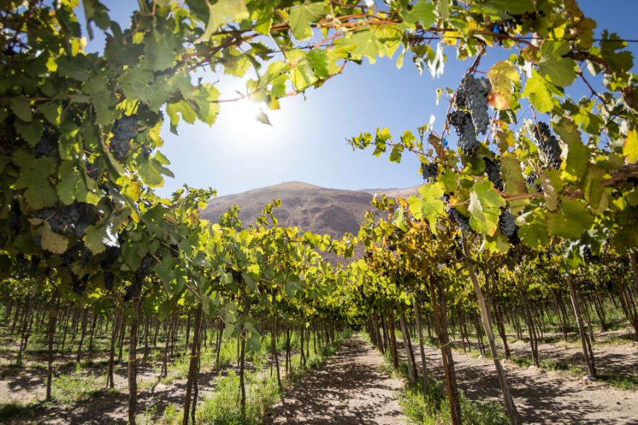 Chile polski przewodnik, wycieczka grupowa