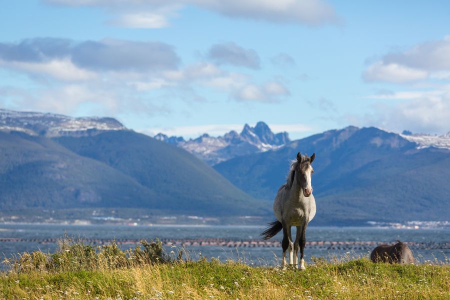 Koń, Patagonia polski przewodnik, wycieczka grupowa