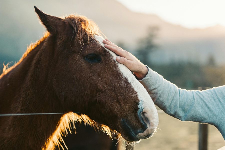 Konie w Patagonii, polski przewodnik, wycieczka grupowa