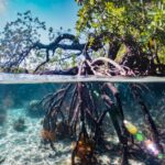 Raja Ampat oferta, Raja Ampat wycieczka, Raja Ampat wakacje