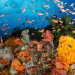 Raja Ampat oferta, Raja Ampat wycieczka, Raja Ampat wakacje