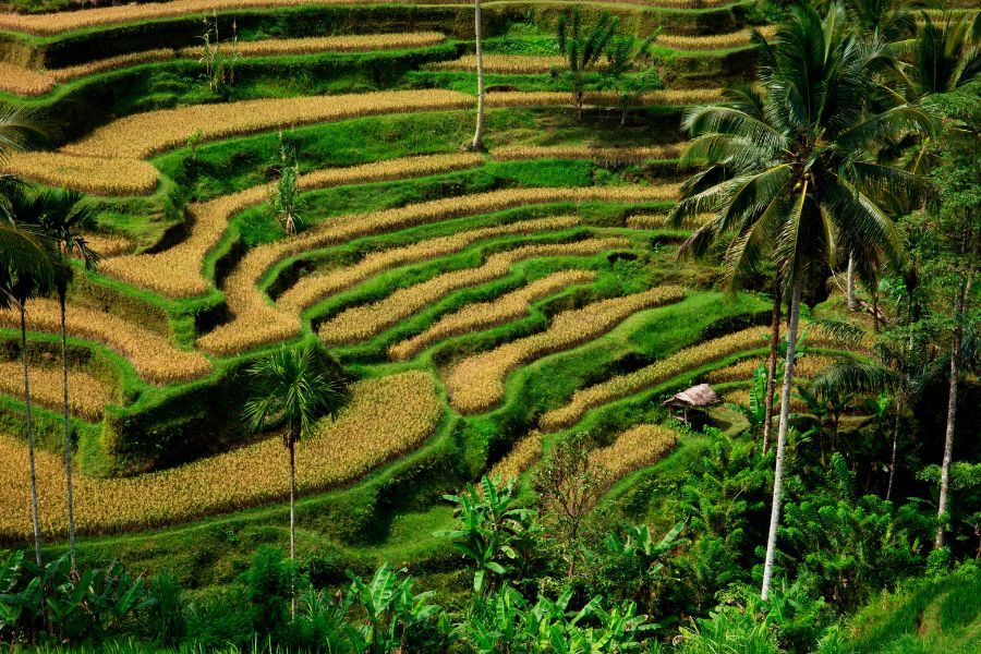 Ubud oferta, Ubud wakacje, Ubud podróż