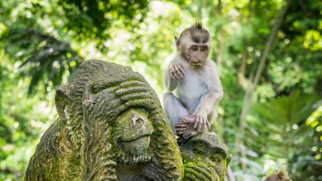 Ubud oferta, Ubud wakacje, Ubud podróż