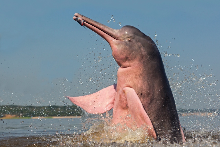 Pantanal oferta, Pantanal wycieczka, Pantanal wakacje