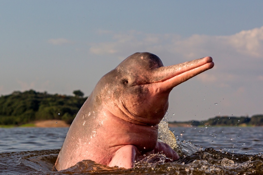 Pantanal oferta, Pantanal wycieczka, Pantanal wakacje