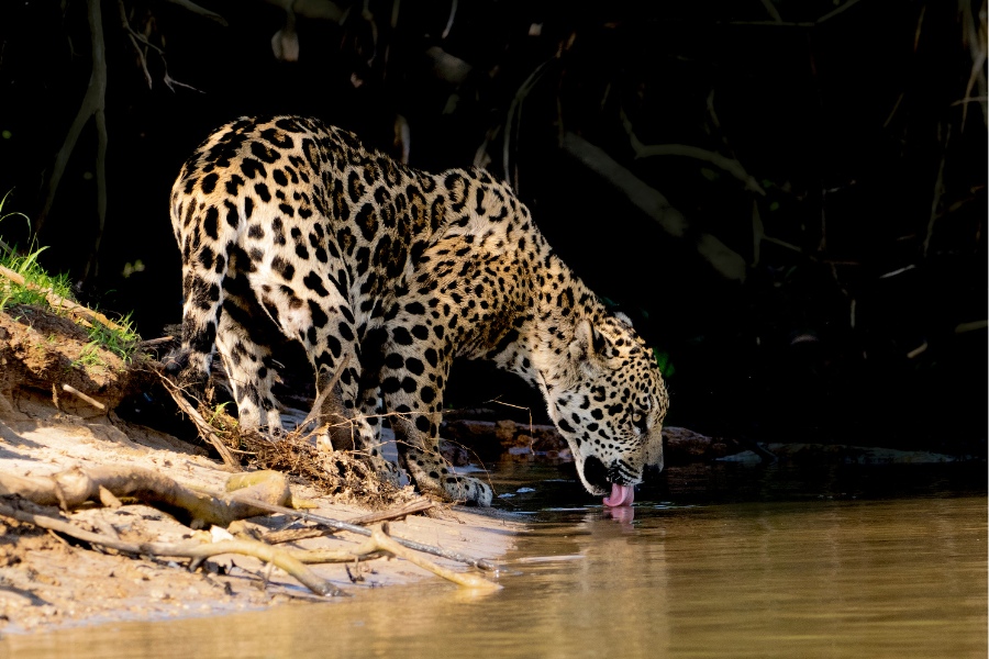 Pantanal oferta, Pantanal wycieczka, Pantanal wakacje