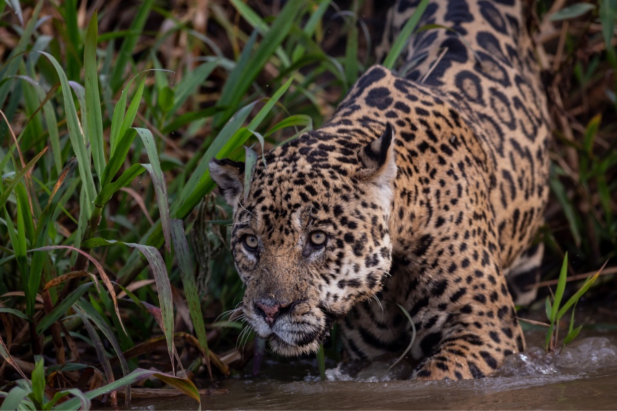 Pantanal oferta, Pantanal wycieczka, Pantanal wakacje