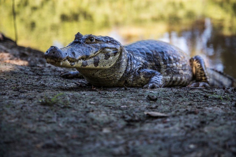 Pantanal oferta, Pantanal wycieczka, Pantanal wakacje