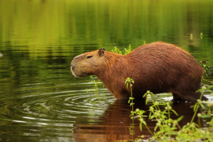 Pantanal oferta, Pantanal wycieczka, Pantanal wakacje