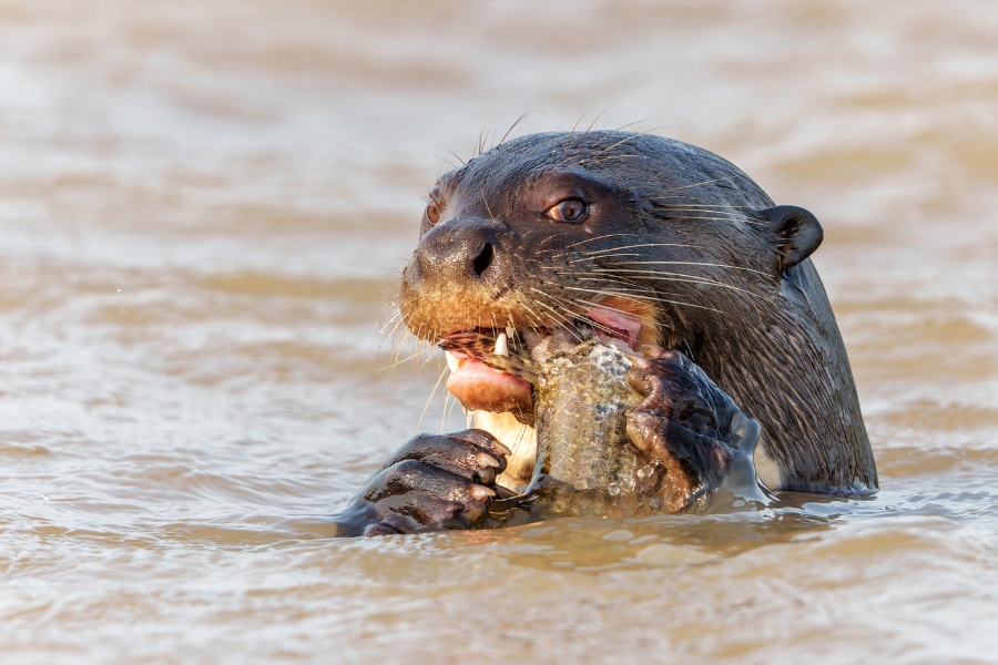 Pantanal oferta, Pantanal wycieczka, Pantanal wakacje