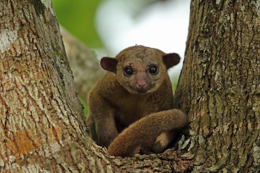 Panama oferta, Panama wycieczka, Panama wakacje