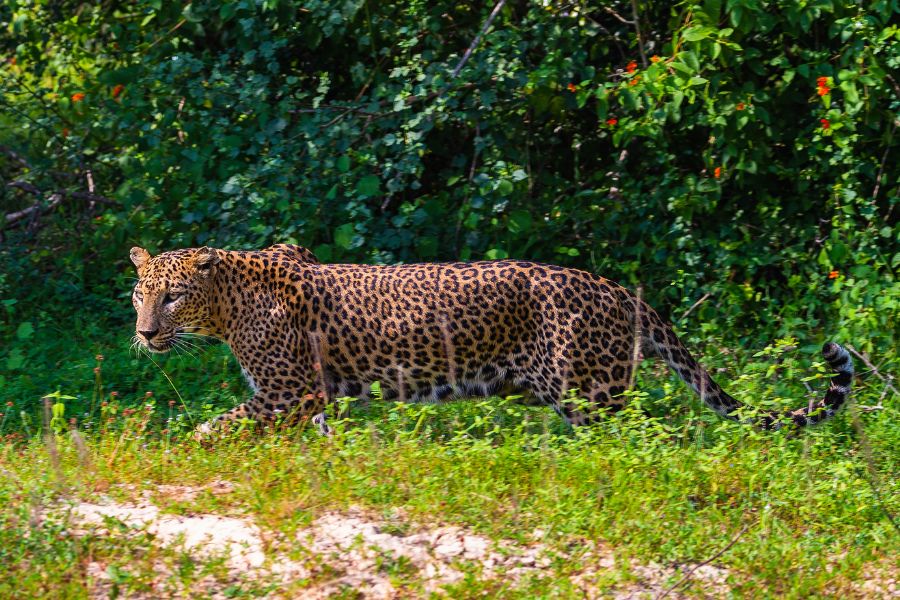 Sri Lanka oferta, Sri Lanka wycieczka, Sri Lanka wakacje